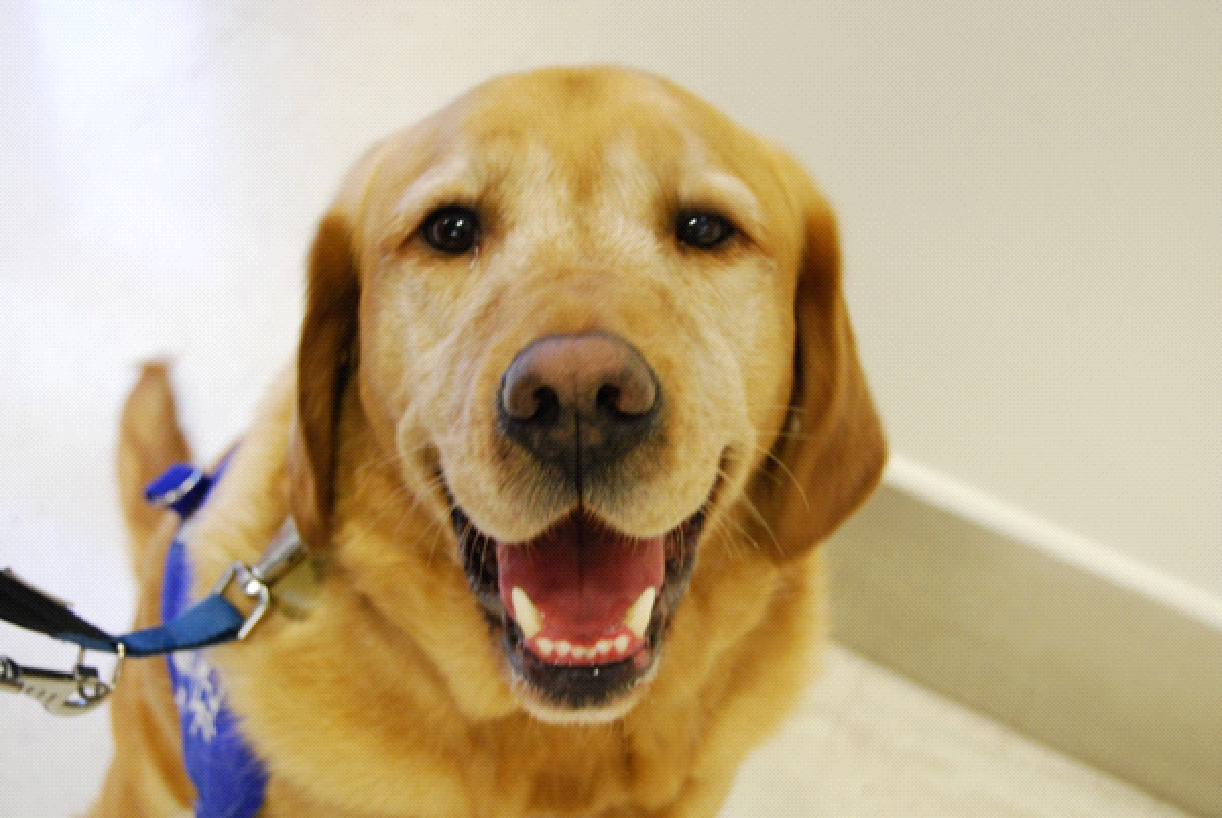 Meet Azerley The Assistance Dog